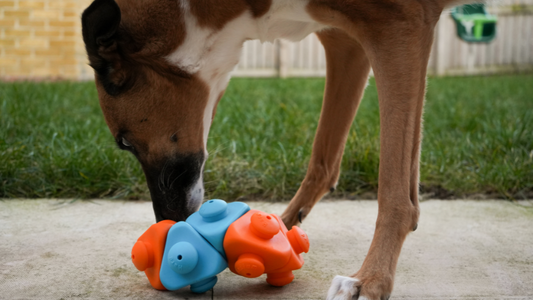 Pawsitively Enriching: Tailoring the Perfect Activities for Your Dog's Happiness!
